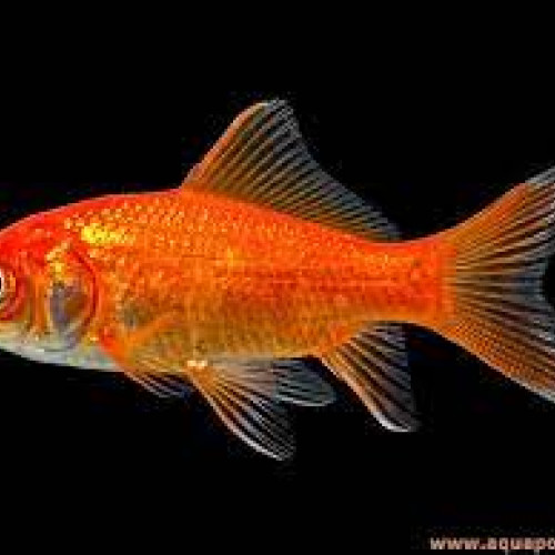 Donne poissons rouges de bassin