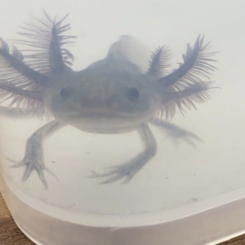 Axolotls à réserver