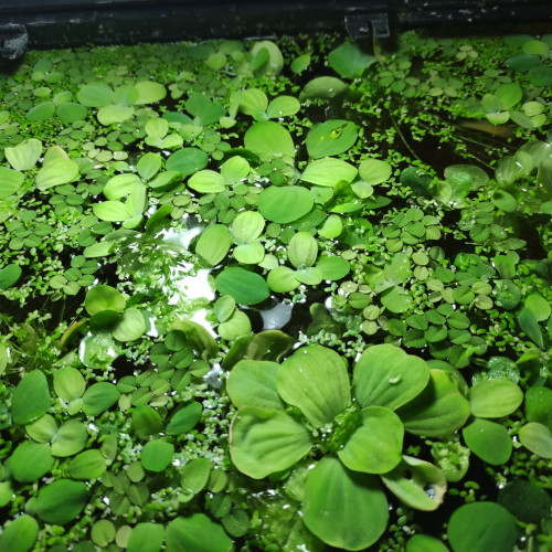 Limnobium laevigatum et salvinia natans