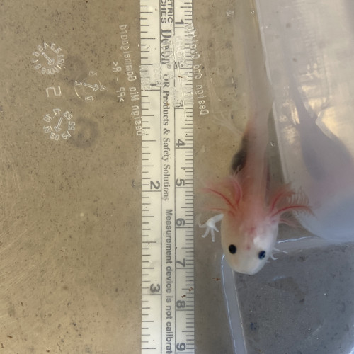 Bébés axolotls dispo