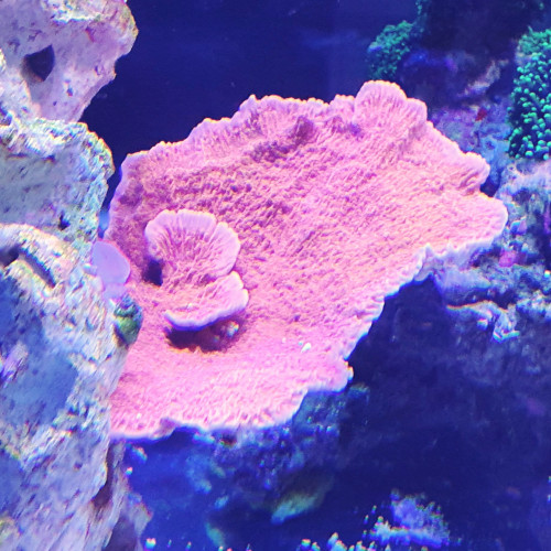 Montipora plateau rouge