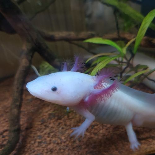 Axolotls juvéniles