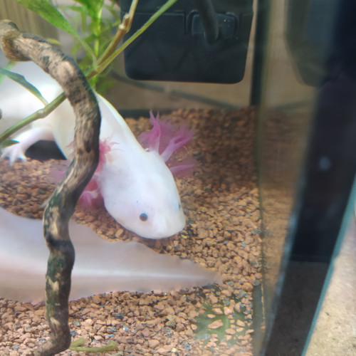 Axolotls juvéniles