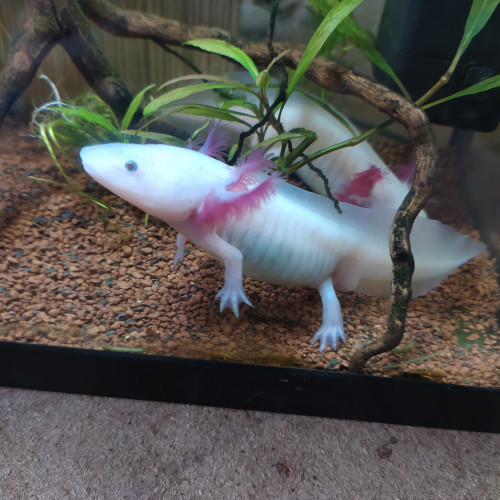 Axolotls juvéniles