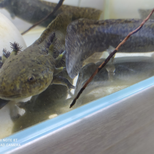 Axolotls juvéniles