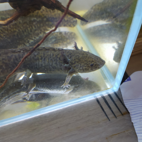 Axolotls juvéniles