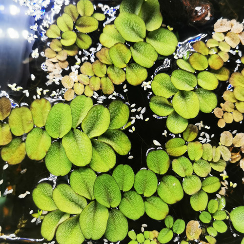 Salvinia auriculata