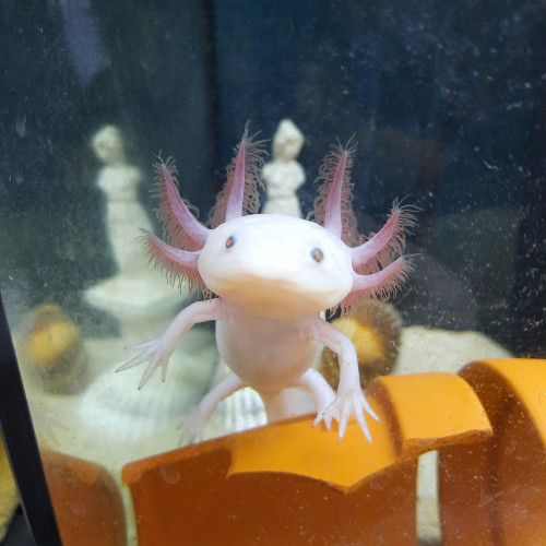 Axolotl blanc yeux noirs