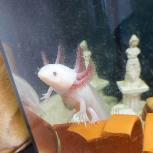 Axolotl blanc yeux noirs