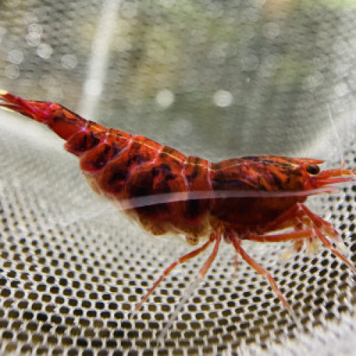 Caridina Red Ruby Full