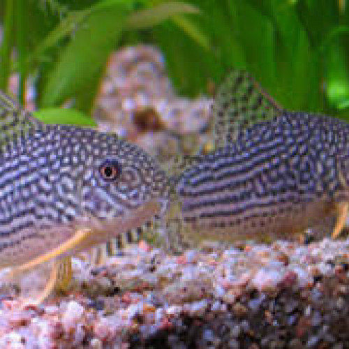 Corydoras Sterbai