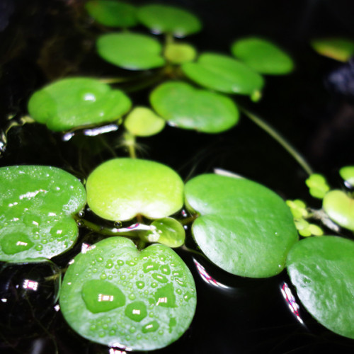 Acheter une plante flottante pour aquarium - Achat en ligne