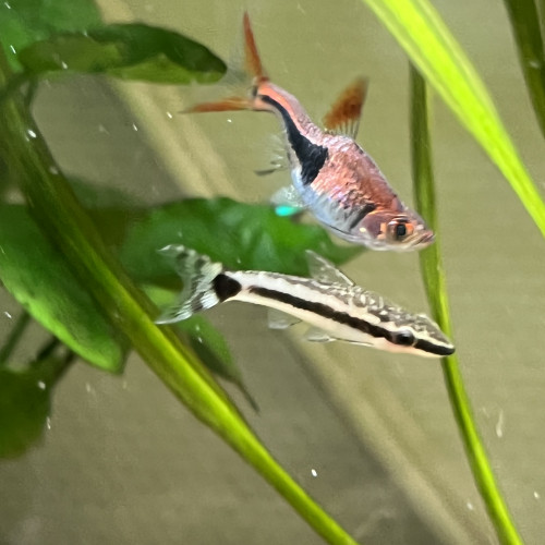 Lot de divers poissons et escargots pour aquarium eau douce