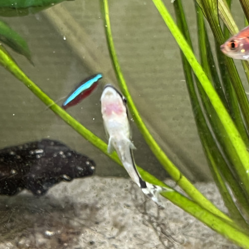 Lot de divers poissons et escargots pour aquarium eau douce