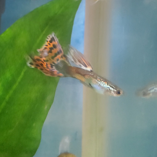 Vente guppy male