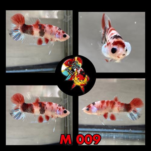 Betta plakat koï , candy et marble