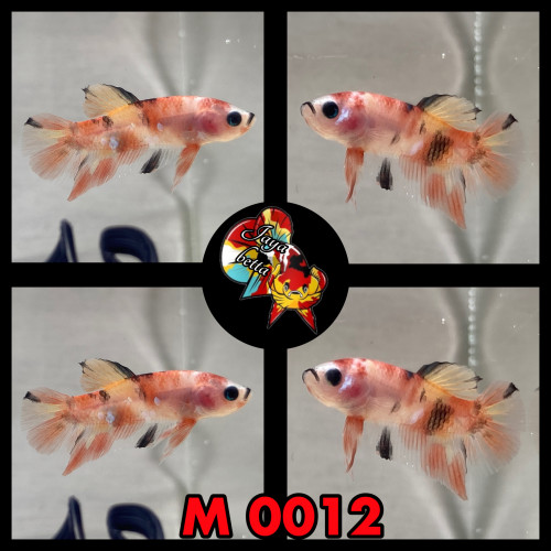 Betta plakat koï , candy et marble