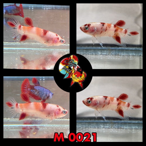 Betta plakat koï , candy et marble