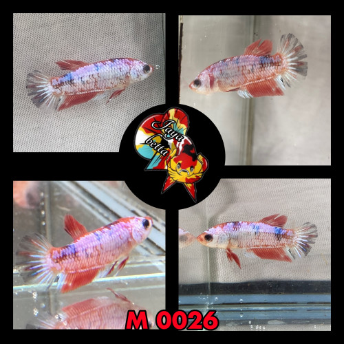 Betta plakat koï , candy et marble