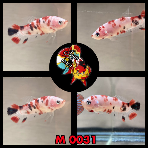 Betta plakat koï , candy et marble
