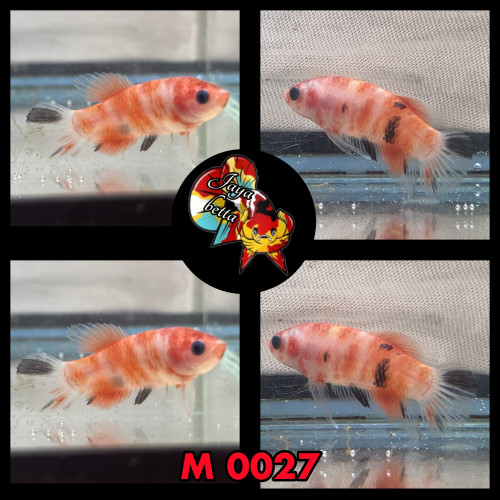 Betta plakat koï , candy et marble