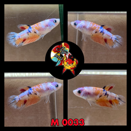 Betta plakat koï , candy et marble