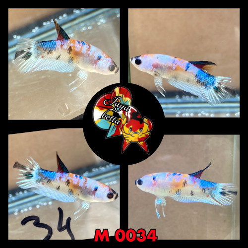 Betta plakat koï , candy et marble