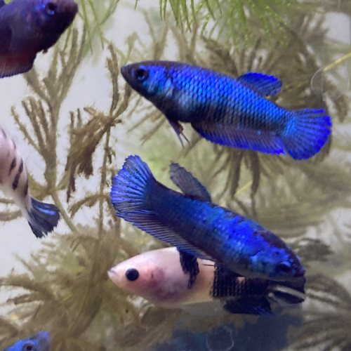Betta plakat femelles bleu