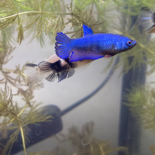 Betta plakat femelles bleu