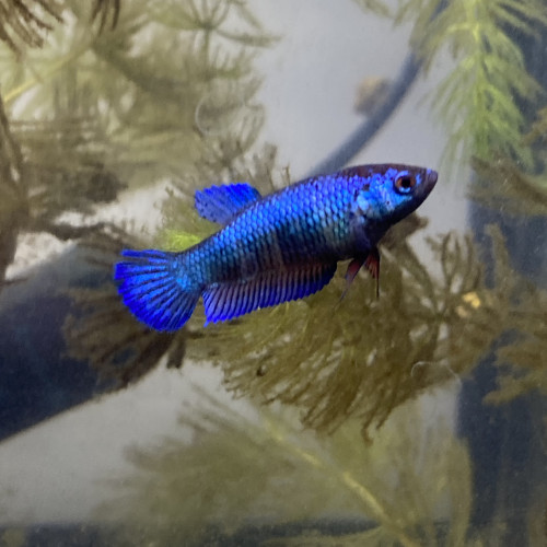 Betta plakat femelles bleu