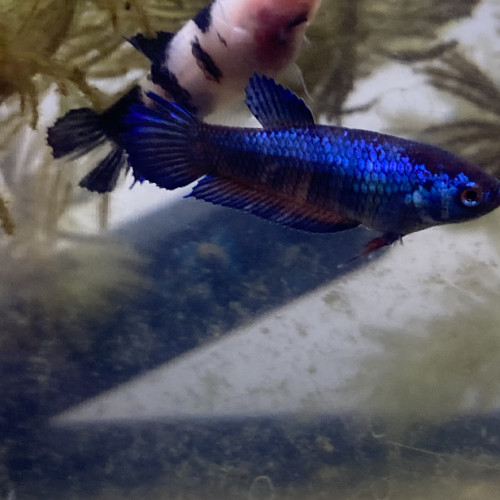 Betta plakat femelles bleu