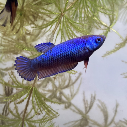 Betta plakat femelles bleu