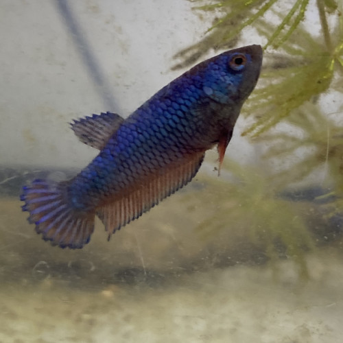 Betta plakat femelles bleu