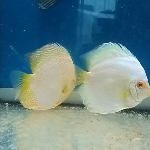 couple de discus Snake skin albinos