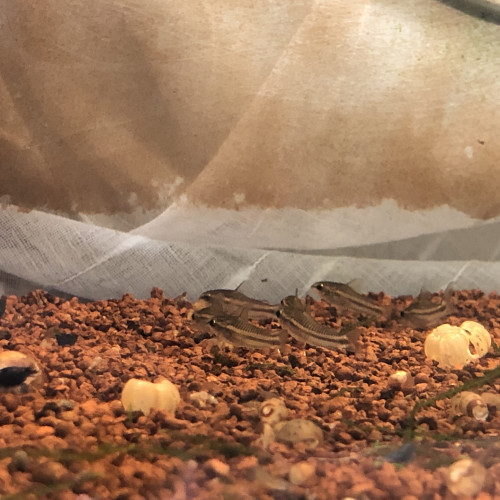 Groupe de corydoras pygmaeus