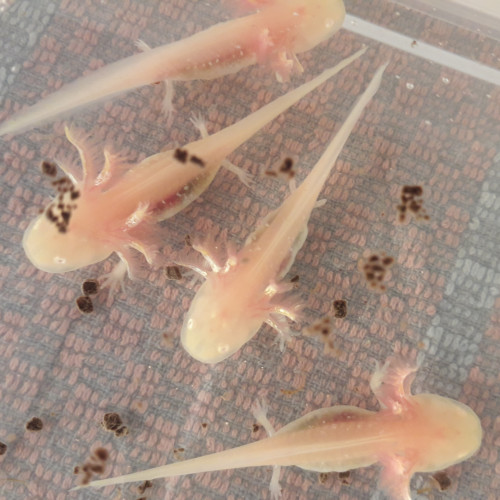 Bébés Axolotl