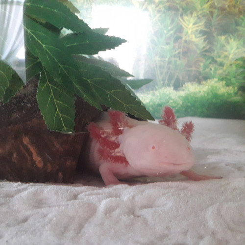 Bébés Axolotl