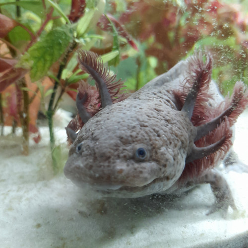 Axolotl axanthic copper 27cm femelle