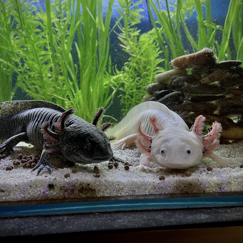 Axolotl