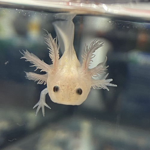 Axolotl