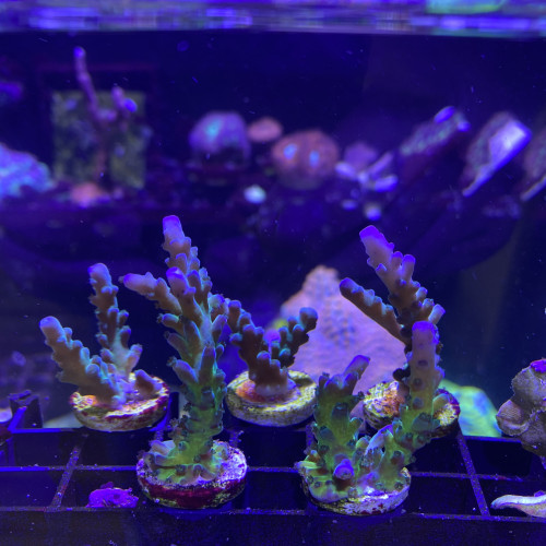Accropora tortuosa