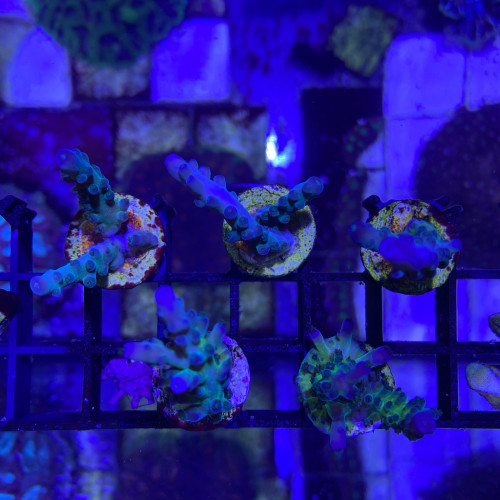 Accropora tortuosa