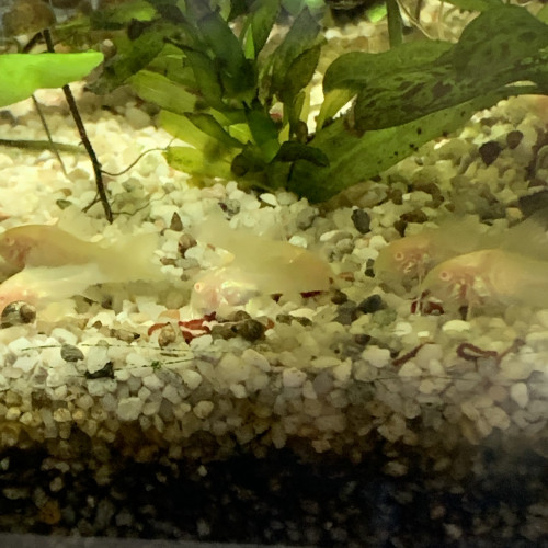 Corydoras paleatus albino