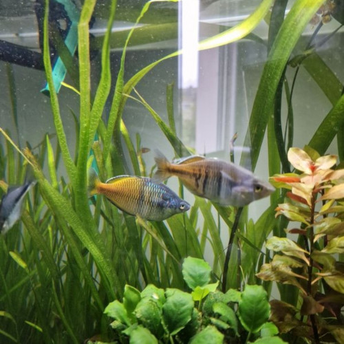 Melanotaenia boesemani (poisson arc-en-ciel de Boeseman)