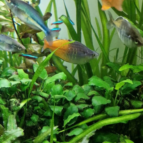 Melanotaenia boesemani (poisson arc-en-ciel de Boeseman)