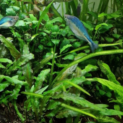 Melanotaenia lacustris (poisson arc-en-ciel turquoise)