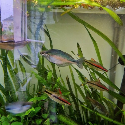 Melanotaenia lacustris (poisson arc-en-ciel turquoise)