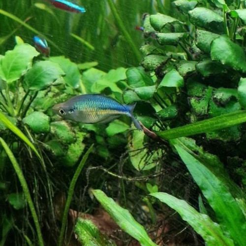 Melanotaenia lacustris (poisson arc-en-ciel turquoise)