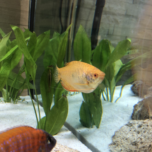 Gouramis gold adulte