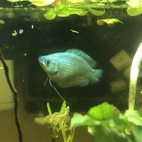 Gouramis colisa lalia